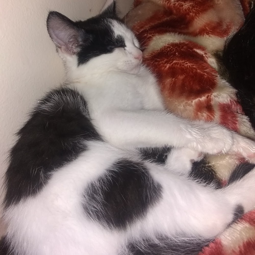 Meet your Posher, Janet